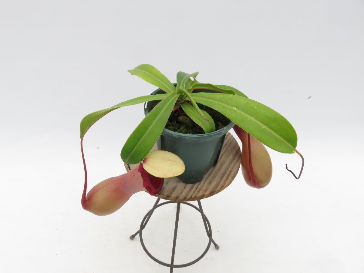 食虫植物 N.ventricosa (Quezon Prov.) ventricosa red Quezon No.1 #山田食虫植物農園 #食虫植物